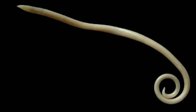 Nematoda (hlístice) | BioLib.cz