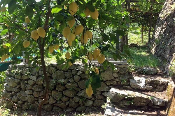 Lemon tour + Lunch - Image 4