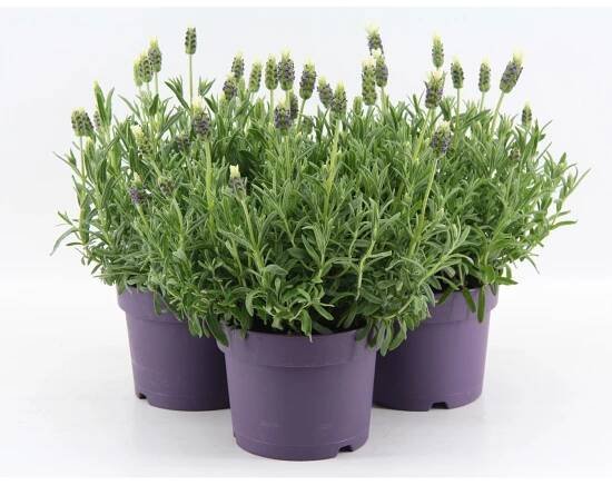 OBI Levandule "Anouk" bílá průměr květináče cca 17 cm Lavandula stoechas