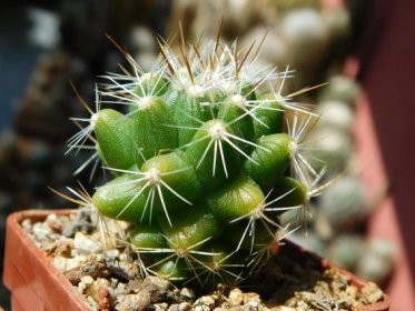 Kaktusy/sukulenty: Thelocactus conothelos subsp. garciae