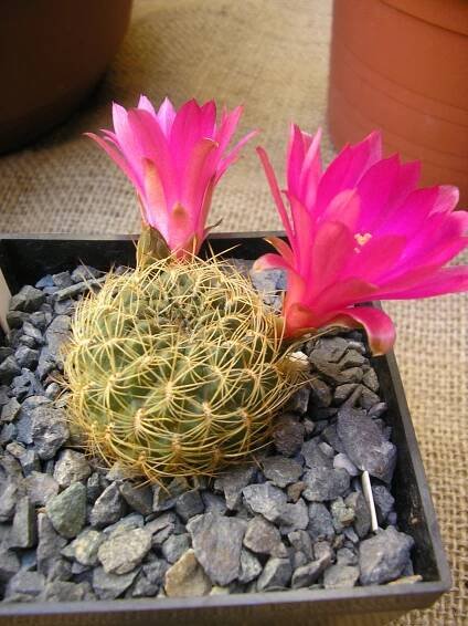 Rebutia buiningiana  Seznam.cz