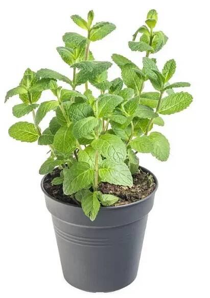 Koření Mentha piperita Multimentha P12