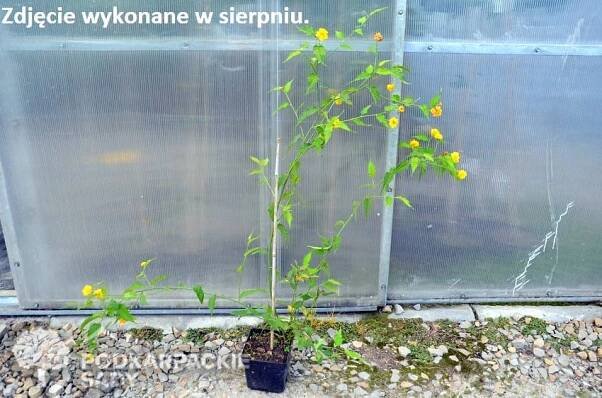 Zákula japonská PENIFLORA