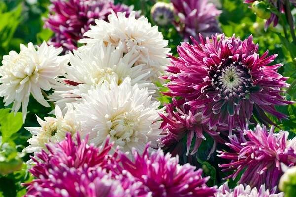 How to Grow, Overwinter, and Split Dahlia Tubers - Florissa