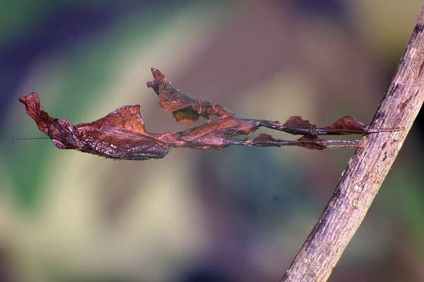 kudlanka Phyllocrania paradoxa