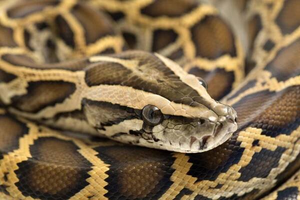 had barmský python molurus bivittatus na bílém pozadí - krajta - stock snímky, obrázky a fotky
