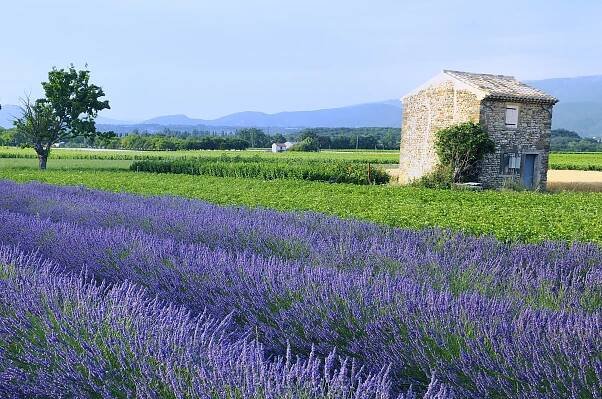 France Provence Lavender Fields