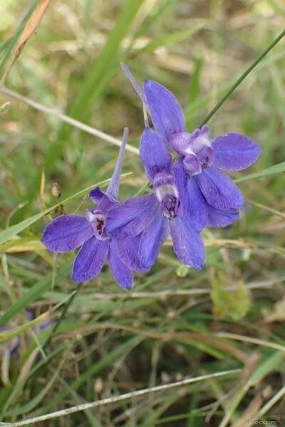 Ostrožka stračka (Consolida regalis)