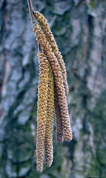 Líska turecká (Corylus colurna)