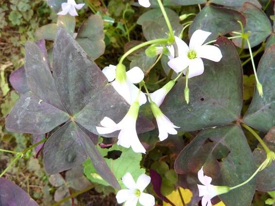 Edible flowers in Devon – Jan Fuscoe - Award-winning Writer & Photographer