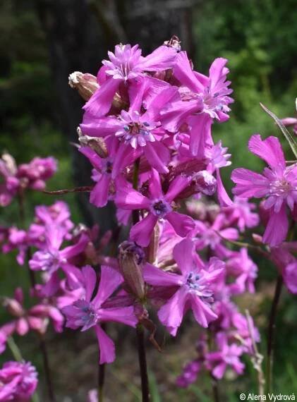Viscaria vulgaris | Květena Šumavy