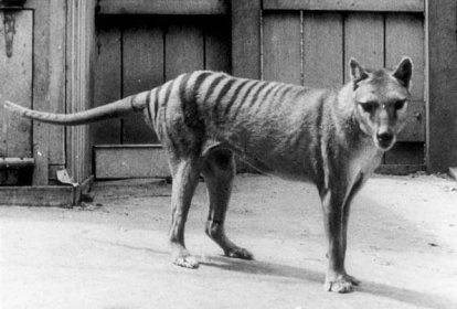 Thylacine | Size, Photo, Sightings, & Cloning | Britannica