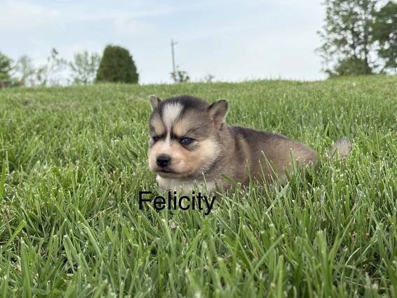 Felicity - Waggin Tails Puppies