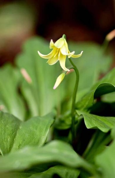 Trout lily