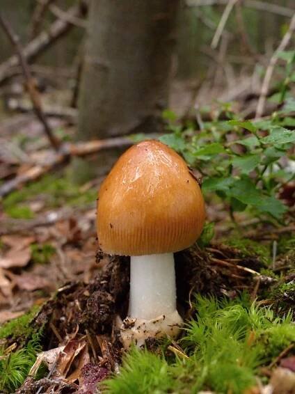 Muchomůrka ryšavá - Amanita fulva - Kudluv fotoatlas hubKudluv fotoatlas hub