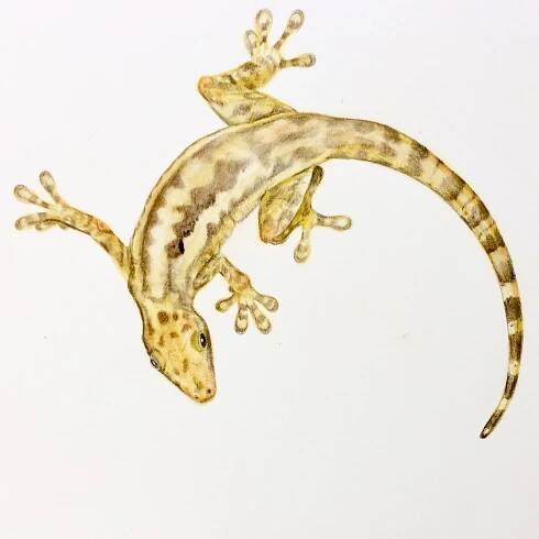 Gecko study 4