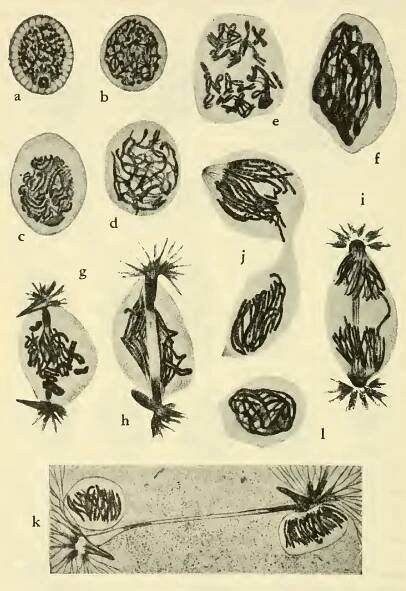 (PDF) Protozoologia-Kudo, 1954, 4t edición(Ingles)