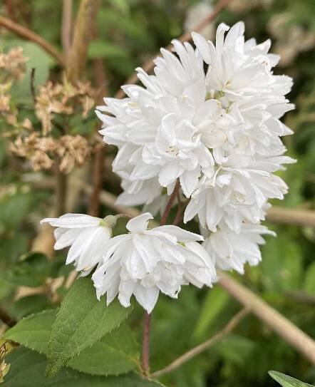 Deutzia scabra Candidissima