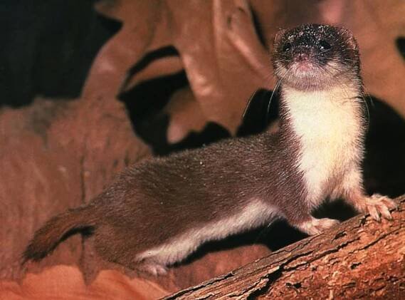 Lasice kolčava - Mustela nivalis - PŘÍRODA.cz