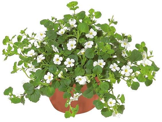 Piardino Bakopa velkokvětá Sutera gradiflora