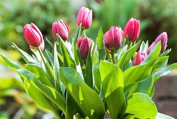 Tulipány 6