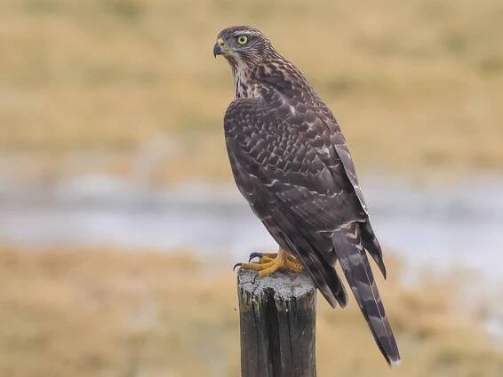 Juvenile - ML609520158
