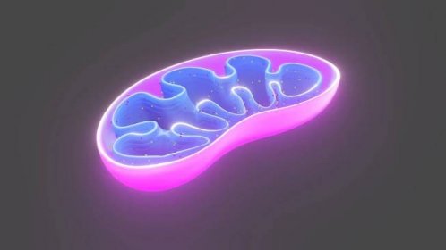 Mitochondrie jsou životně důležité a nesou i své DNA