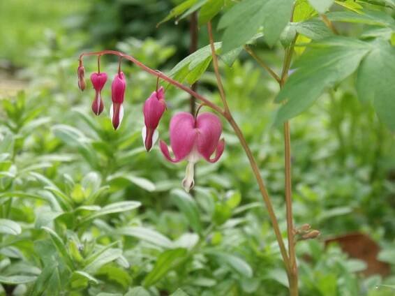 Bleeding Heart