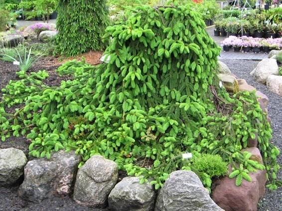 Picea abies Inversa