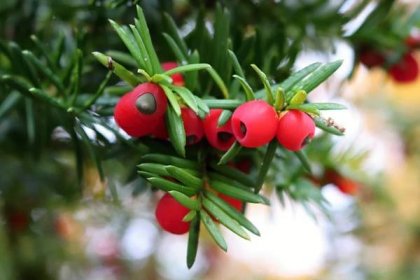 Tis červený (Taxus baccata), plody, plodenství