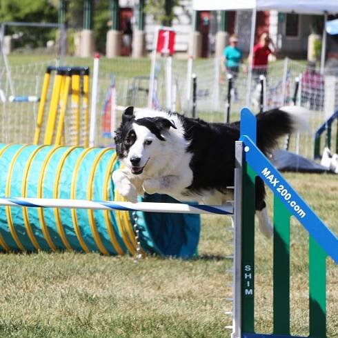 Santa Barbara Flyers Photo Galleries - Santa Barbara Flyers Dog Sports