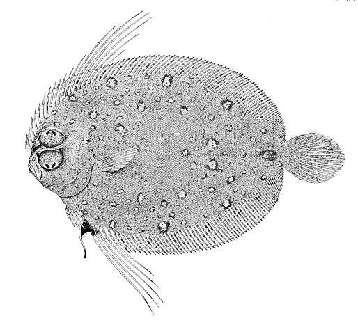 Taeniopsetta