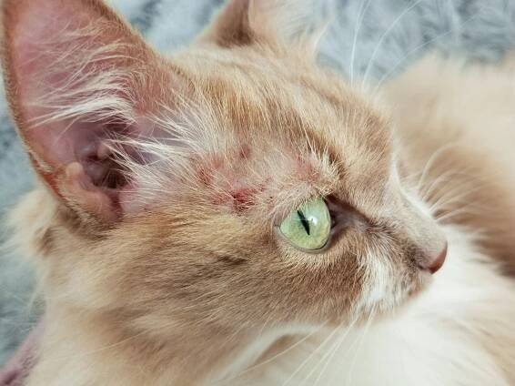 Flea and Tick Shampooing - Prescott, AZ - Yvonne's Pet Grooming 