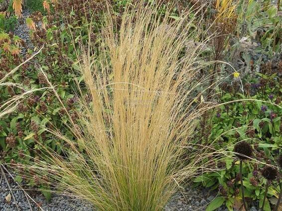 Stipa tenuissima " Pony Tails " - kavyl Zahradnictví Krulichovi - zahradnictví, květinářství, trvalky, skalničky, bylinky
