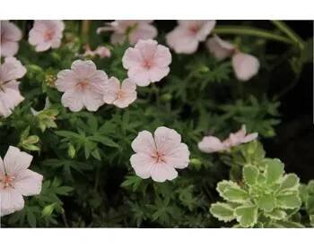 GREENBOSS FLOWER Kakost 'Pink Summer' Průměr květináče: 9 až 12 cm Geranium 'Pink Summer'