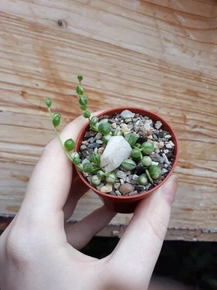 Senecio rowleyanus variegata