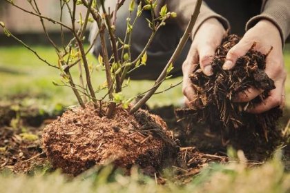 Kanadské borůvky: Kdy, kam a jak je vysadit podle profesionálního pěstitele