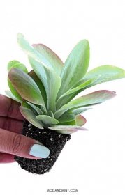Female hand holding up a Kalanchoe thyrsiflora paddle plant without pot showing soil and roots.