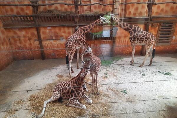 Výlet k MDD - ZOO Olomouc | ZŠ a MŠ Předklášteří