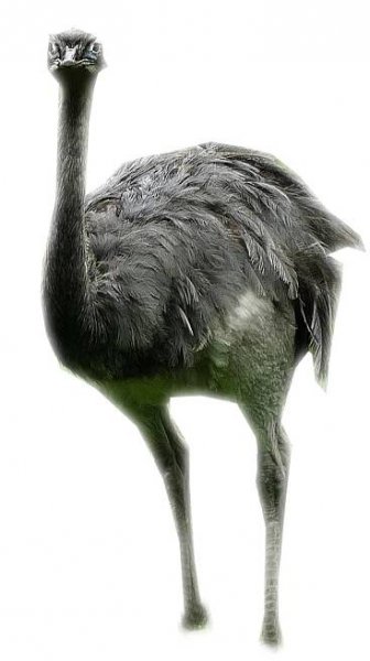 Nandu