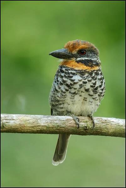 Birds from Guyana - Favourites