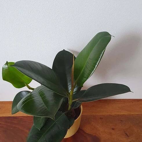 Pokojová rostlina Ficus elastica 'Robusta' s velkými, lesklými a tmavozelenými listy.