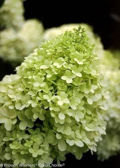 'Limelight' - Panicle Hydrangea - Hydrangea paniculata