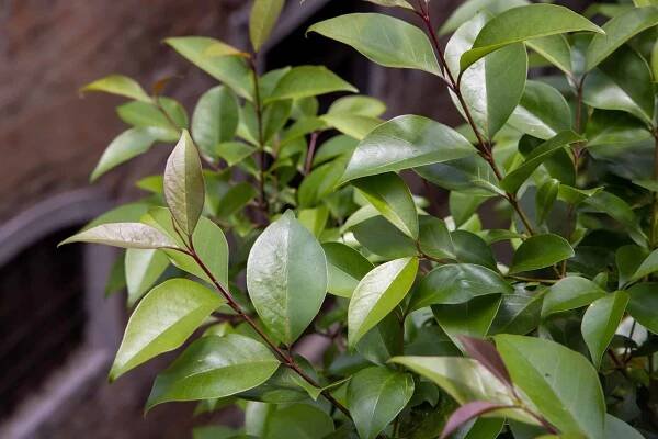 English Laurel vs. Cherry Laurel: What's the Difference? - A-Z Animals