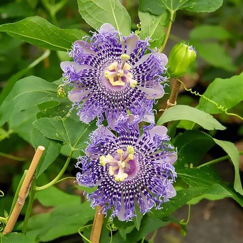 Passionsblume Fata Confetto - Bakker