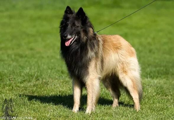 Belgický ovčák - Tervueren - Chien de Berger Belge - Tervueren http://hafici.net/profil/75 | © Katy | Se Sw Ts. s. IntCh. Saphir Zealous z Kovárny