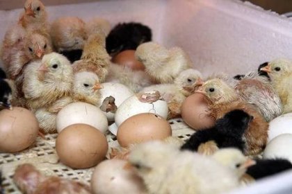 ✅ Kuřata a kuřata kuřat (z kuřecího embrya): vývoj kuřete ve vejcích ve dne