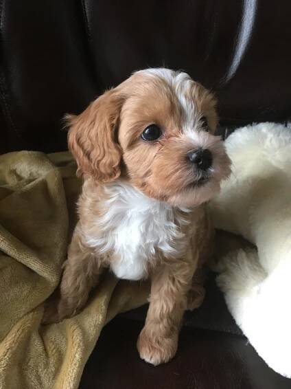 cavapoochon puppy for sale ohio