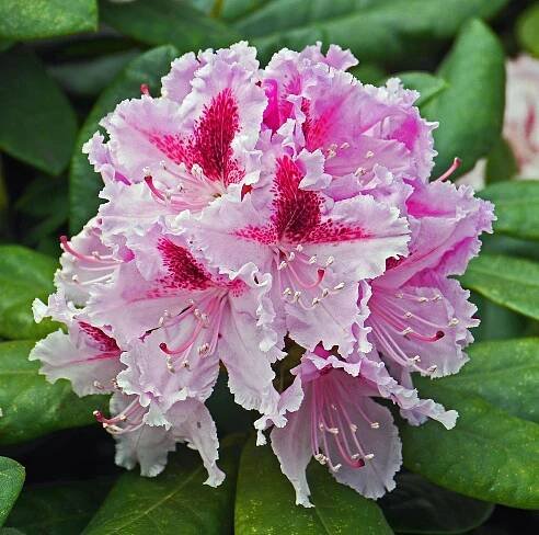 Rododendron, Květ, Chov