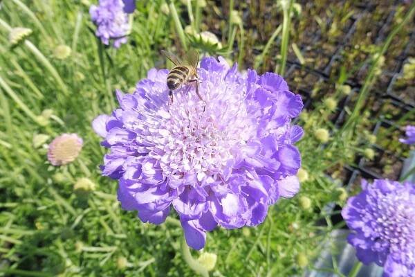 Scabiosa caucasica " Perfecta " - hlaváč kavkazský Zahradnictví Krulichovi - zahradnictví, květinářství, trvalky, skalničky